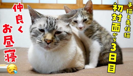 デュフィと子猫が一緒にお昼寝している姿を見て心が癒やされました
