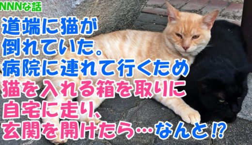 【NNNな話】道端に猫が倒れていた。病院に連れて行くため猫を入れる箱を取りに自宅に走り、玄関を開けたら…なんと⁉