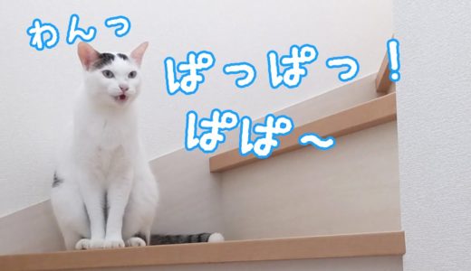 パパをたくさん呼んで新しい日本語を覚えたお喋り猫