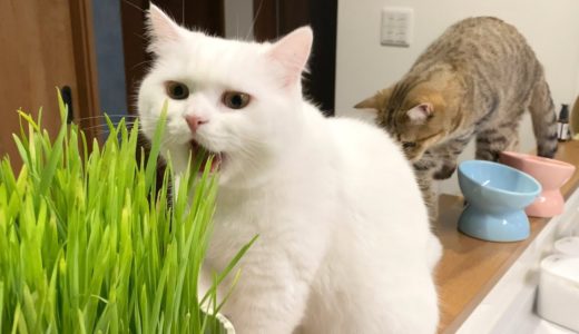 猫草のサラダバーをバクバク食べるモフ猫！