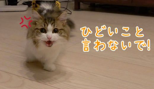 【猫語翻訳機】猫語で悪口言うと、怒っちゃう猫が可愛い！