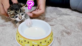 お皿からミルクに挑戦した生後２４日目の子猫が大変なことに...【保護猫】