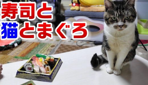 寿司を目の前にする猫の表情☆まぐろのおさしみを食べるリキちゃん☆パパと一緒にごちそうタイム【リキちゃんねる・猫動画】Cat video　きじしろねこのいる暮らし