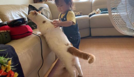 よその猫にも優しくできる娘に育てた猫　ノルウェージャンフォレストキャット　A one-year-old child who gently strokes other cats
