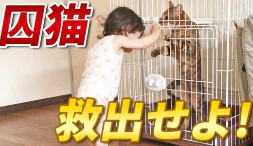 久しぶりに檻に入れられた猫を救出しようとする赤ちゃん娘