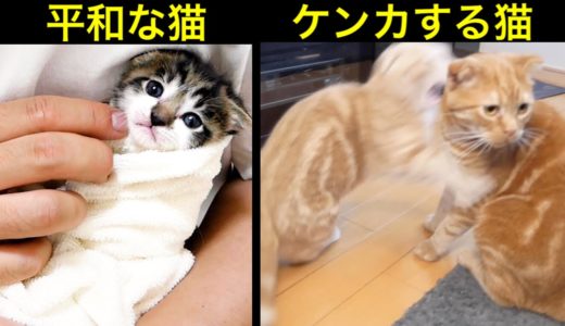 ケンカをする先住猫たちとタオルに包まれる赤ちゃん子猫の違い。