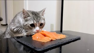 生まれて初めてサーモンを食べた猫の反応がこちらです…笑