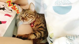 腕枕で眠る猫がなかなか起きてくれません…