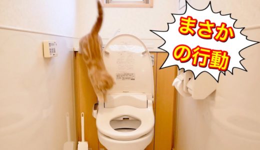 トイレでまさかの行動に出た猫の末路...【マンチカン】