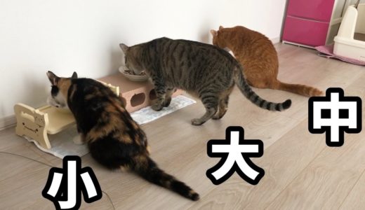 3並びでご飯を食べる猫たちがかわいい！