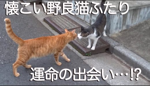 運命の遭遇⁉︎地域のアイドル猫vs最強に人懐こい野良猫 Meeting two friendly stray cats