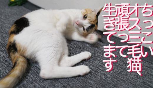 ちっこいオス三毛猫、か細い身体で今日も生きる The small male  calico cat 'Hifumi'