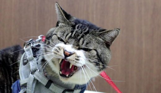 今日も動物病院で激おこ通常運転な猫☆ゴジラ猫リキちゃん☆お別れの挨拶何で要らない！【リキちゃんねる・猫動画】Cat video　きじしろねこのいる暮らし　ZV-1・EOSR撮影