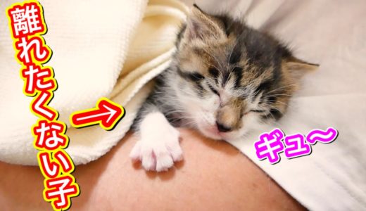 安心して腕の中で寝る生後２３日目の子猫が可愛すぎた【保護猫】