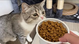 もち猫はじめての健康食品に挑戦！