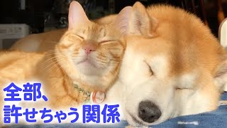 【最高の仲良し】柴犬と猫が、一緒に添い寝するようになるまで…♥