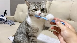 もち猫が歯ブラシを手に自ら歯を磨きはじめました…ww