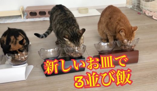 新しいお皿で猫の食べる所が丸見えだぜ！