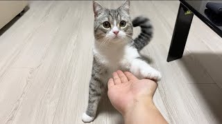 おやつになるとワンコ顔負けのお手を披露する猫！