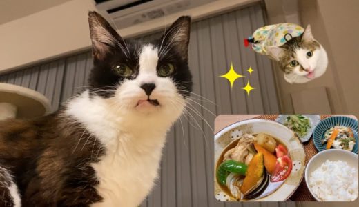 猫たちのご飯タイムとスープカレー【ふたりの距離はちょっとだけ前進？】
