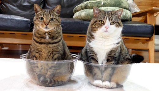 透明ボウルとねこ×２。-Transparent bowl and Maru&Hana.-