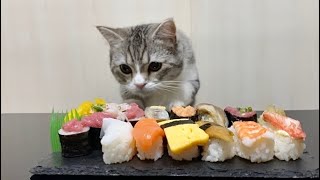 初めて見るお寿司を羨ましそうに狙ってる猫がこちらです…笑