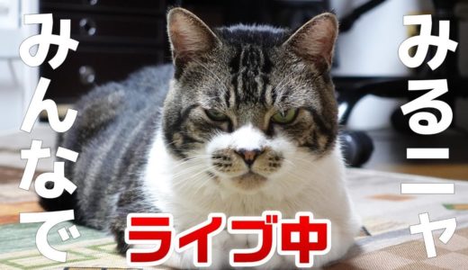 リキちゃんと月曜からのんびり夜更かしLIVE☆EOSRでライブ配信　猫ライブ  Cat live stream