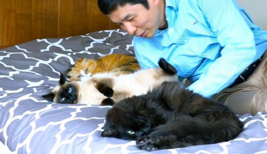 【しゃべる猫】猫が全員でベッドで寝ているので紛れ込んでみた結果…！【しおちゃん】
