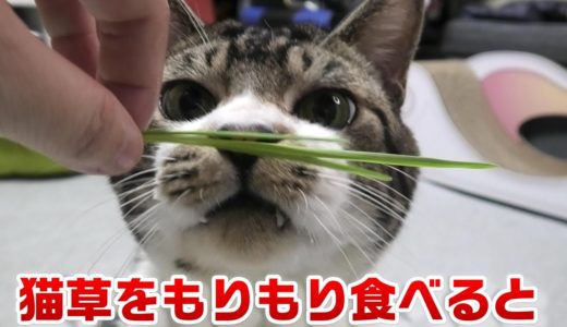 猫草を食べてオゲーってなってしょんぼりするリキちゃん☆音注意☆猫草が大好きすぎる猫【リキちゃんねる】Cat video　きじしろねこのいる暮らし