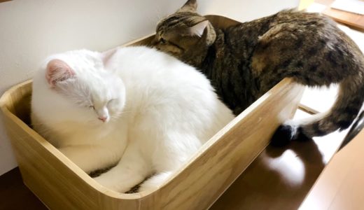 ベッドの占有率がちょっとおかしい姉妹猫！
