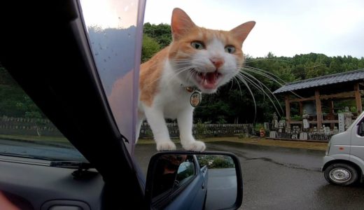 猫寺に行ったら車を降りる前から猫が車に乗ってきて愉しい