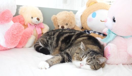 ぬいぐるみに囲まれて寝るねこ。-Maru takes a nap surrounded by stuffed animals.-