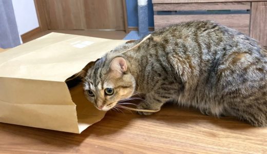 紙袋の中身が気になって仕方がない猫！