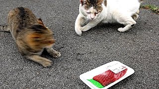 お腹を空かせたさくらねこ地域猫野良猫にまぐろのさしみをあげたらとんでもないことに！ カルカン(kalkan)を給餌 感動猫動画 EOSR5