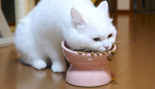 久しぶりの猫缶が嬉しすぎてお皿がとんでもないことに！