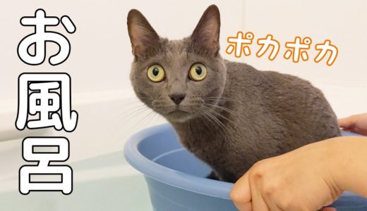 お風呂で久々に大好きな桶猫をする猫