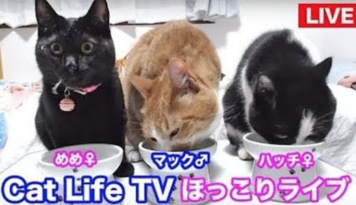 ＜2匹の猫通信＞「ほっこりライブ」ハッチ＆マック＋黒猫めめ 〜 Cat Live Stream in Japan - Cat Life TV
