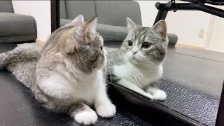 鏡のトリックが理解できず、自分と見つめあって考えてる猫！