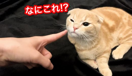 休憩中の猫にマグロがついた指を近づけてみた時の反応がこちら