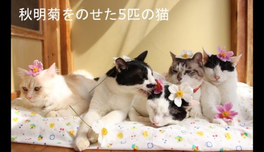 秋明菊をのせた5匹の猫　201008
