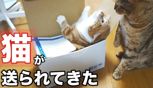 箱に入った猫が届きました。