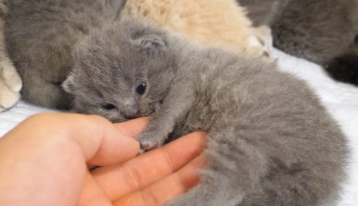 【抱擁】手にギュッとしがみついちゃう赤ちゃん猫がかわいすぎた… スコティッシュフォールドつむの子猫の成長記録… kitten and kimetsu　かわいい
