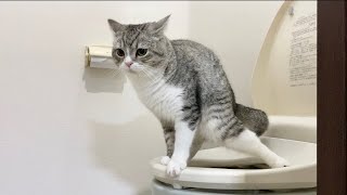 猫が人間用のトイレでうんちするようになりました…笑