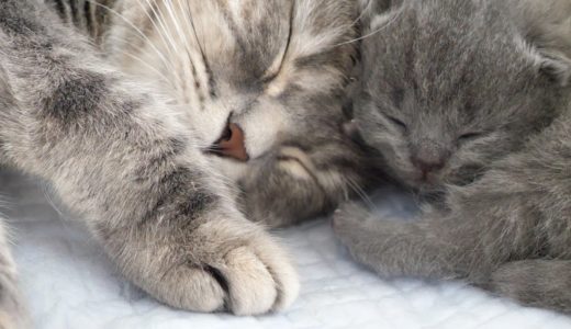 【甘えんぼ】くっつかないと眠れない親子猫がかわいすぎた…スコティッシュフォールドつむの赤ちゃん子猫の成長記録…kitten and her mother