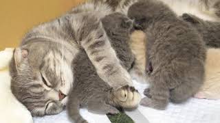 【開眼】ママの側でリラックスしすぎちゃう赤ちゃん猫がかわいすぎた… スコティッシュフォールドつむの成長記録… my kitten's relaxing yawns