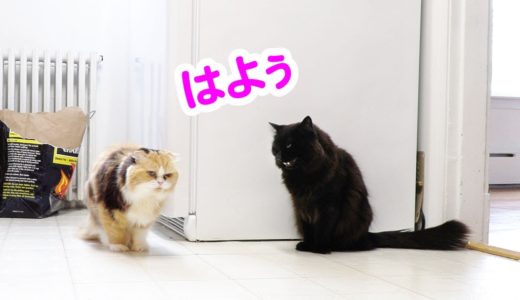 【しゃべる猫】猫に日本語で挨拶する猫【しおちゃん】