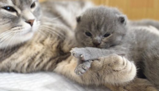 見ていると ついニヤニヤしちゃう赤ちゃん猫とママ猫がかわいすぎた…スコティッシュフォールドつむの子猫の成長記録 cutest kitten and her mother