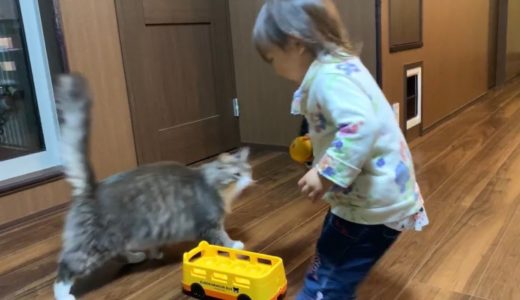 みかんを持った娘から逃げ惑う猫　ノルウェージャンフォレストキャット　A cat running away from a daughter with oranges