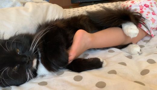 娘の足に抱きついて眠る猫　ラガマフィン　Daughter and cat with bad sleep