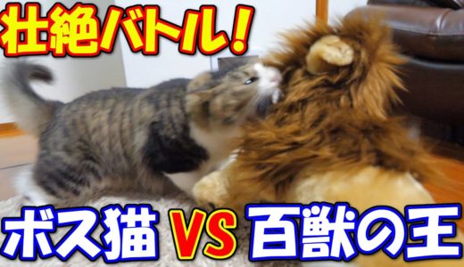 【ボス猫VS百獣の王】ある日突然家に現れたライオンに襲い掛かったボス吉！王者対王者の壮絶バトル勃発！